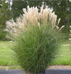 Ornamental Grasses Lawn