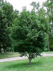 Hedge Maple Acer campestre