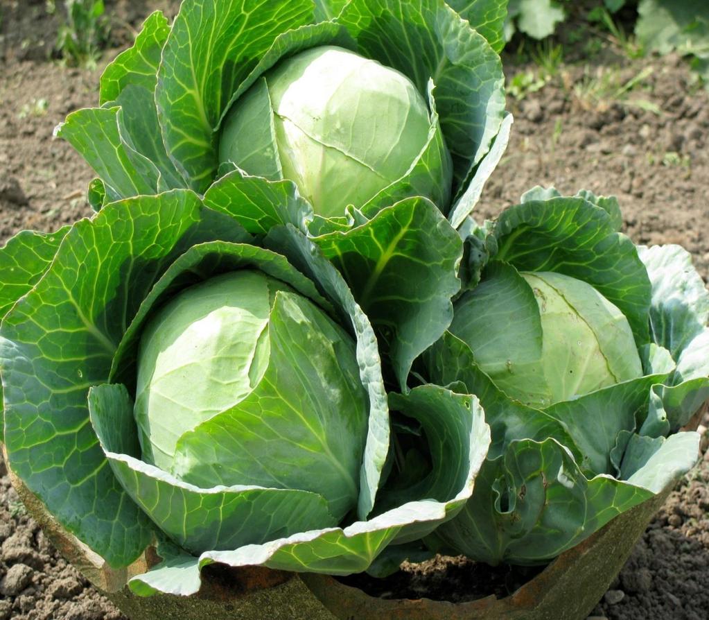A PROFILE OF THE SOUTH AFRICAN CABBAGE MARKET