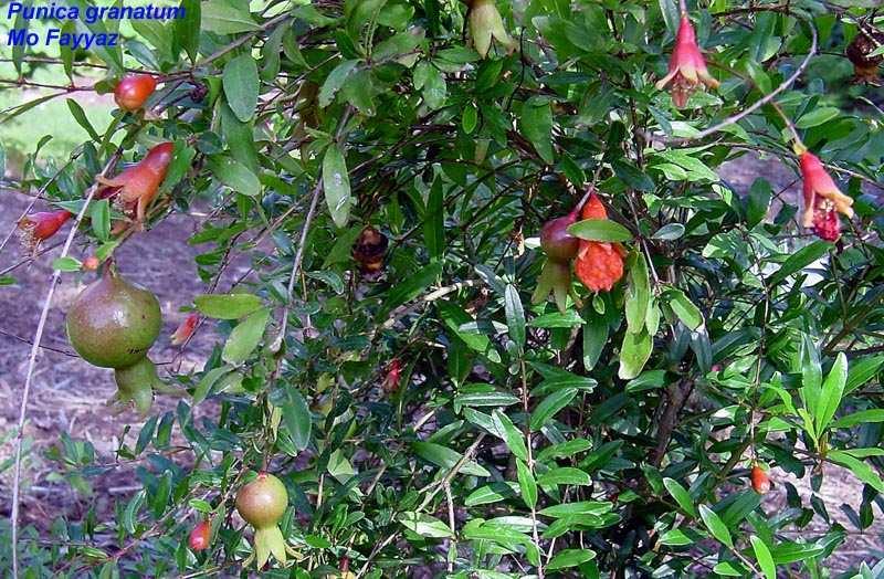 Characteristics of the Pomegranate The pomegranate, which is one of the most draught-tolerant plants, has strong roots that grow deep into the soil and to all sides.