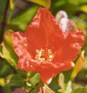Figure 5: Pomegranate flowers