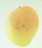 MANGOES Part 5 -Free from
