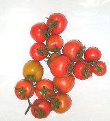 TOMATOES Part 10 - Trusses of tomatoes shall have stalks that are fresh, healthy, clean and free from all leaves -Maturity The tomatoes shall be sufficiently developed and