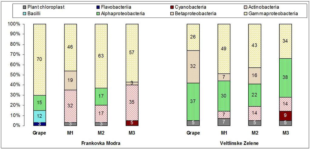 Culture-independent analysis Blaufränkisch 27 bacterial genera and 1