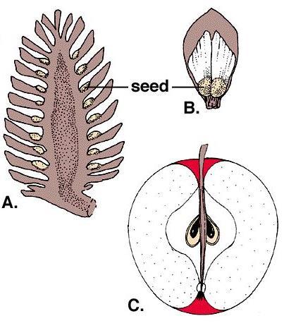 What is a Gymnosperm? Two types of seed plants.