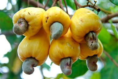Neither cashew-apples nor cashew-nuts can be found in the markets in Panama.