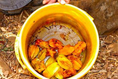 Once fallen from the tree, the fruits are kept in a bucket to post ripen a few days.