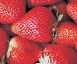 SPECIAL EDITION 2 13 Improving the management of plant and fruit diseases affecting strawberry production in Australia and Florida Christopher Menzel, Apollo Gomez and