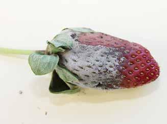 Powdery mildew affects commercial strawberry production in Queensland and Florida.