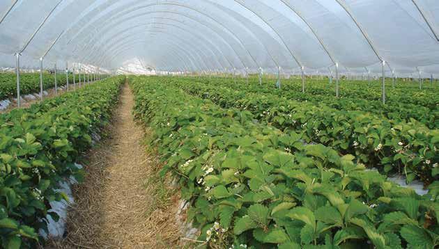 Evaluation of strawberry plants grown in tunnels under protected cropping Christopher Menzel and Lindsay Smith An experiment was set up to assess the potential of protected cropping to improve the