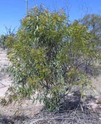 BLAKE S WATTLE (Acacia blakei) Veins which are strictly parallel and do not