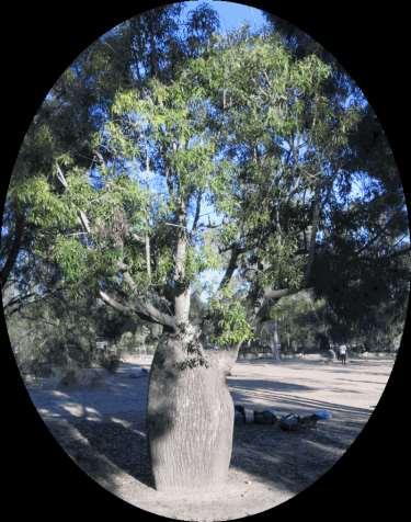 BOTTLE TREE (Brachychiton