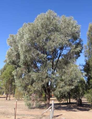 BRIGALOW (Acacia harpophylla) A large