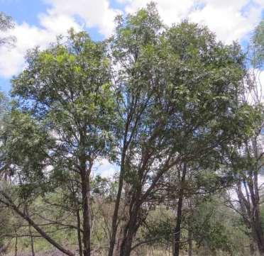 CROW S APPLE (Owenia venosa) Small to medium-sized tree