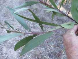 Anastomosing ( crossing over ) leaf