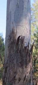 FOREST RED GUM