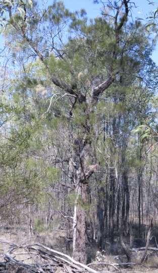 HAIRY OAK (Allocasuarina inophloia) Tree to 10m.