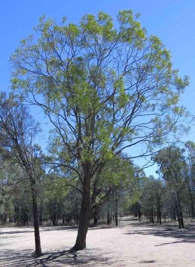 LANCEWOOD (Acacia shirleyi) Tree to 15m tall with