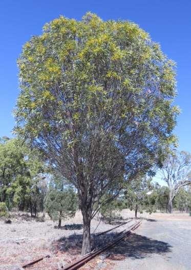 LATE-FLOWERING BLACK WATTLE (Acacia crassa