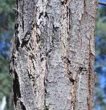 LIGHTWOOD (Acacia implexa)