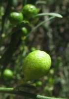 strong lime-like flavour and