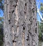 NARROW-LEAF IRONBARK (Eucalyptus