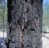 Tough, grey/black bark covers trunk