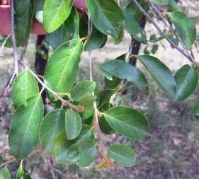 QUININE BERRY TREE (Petalostigma