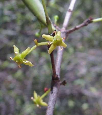 RED-FRUITED OLIVE PLUM (Elaeodendron