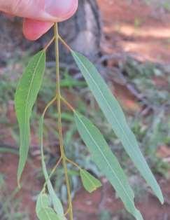 small branches Leaves opposite and