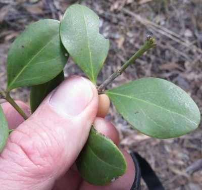 Leaves opposite, to 6cm x 25mm Leaf veins