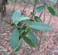 SANDALWOOD (Santalum lanceolatum) Small tree