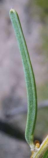 BENT-LEAF WATTLE (Acacia flexifolia) Mucro