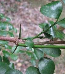 CURRANT BUSH (Carissa spinarum) A