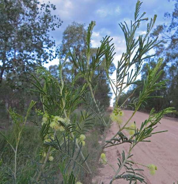 GREEN WATTLE (Acacia