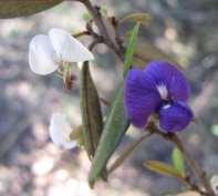 The purple pea flowers sometimes age to very