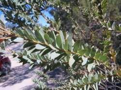 MOON WATTLE (Acacia semilunata) Shrub or