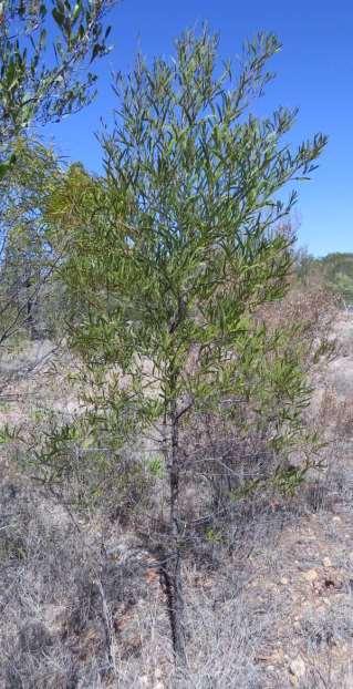STICKY HOP BUSH (Dodonaea viscosa)