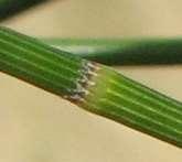 BELAH (Casuarina cristata) Leaf