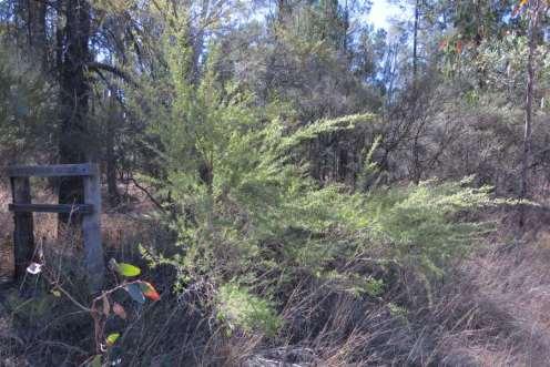 WILD MAY (Leptospermum polygalifolium) Large shrub