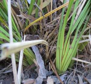 Dianellas, in contrast to Lomandra species, all possess this mid-rib vein.