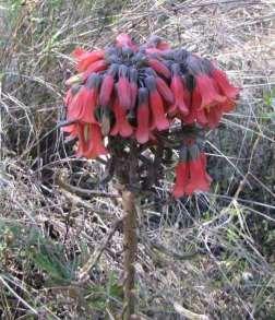 MOTHER OF MILLIONS (Bryophyllum delagoense)* An invasive plant which