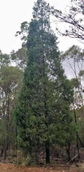 Black Cypress is similar to White Cypress, but tends to have greener and coarser foliage.