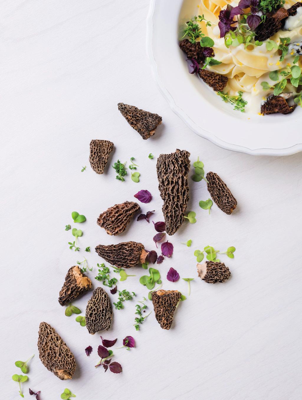 Morels (Morchella conica) Wild mushroom The morel is one of the best and most expensive fine mushroom varieties.