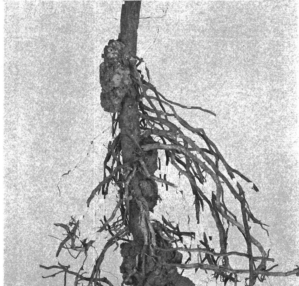 DISEASES OF THE FILBERT 11 CROWN GALL Crown gall, caused by a bacterial pathogen*,