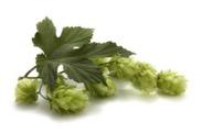 Beer Production & Dry Hop Protocol Iso-Hopped Pale Ale 98% Great Western 2-row; 2% Acidulated Malt 20 ppm iso-alpha acids Wyeast Ale 1056 (removed for dry hopping) Post dry