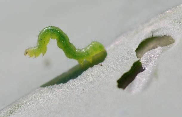 Cabbage Looper larva Diamondback Moth adult Photo by AAFC Diamondback Moth larva Caterpillars Life stage timeline Imp CW Db