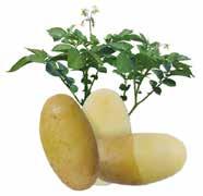 Yield (gross) Very High Under water weight 431 Dry matter (%) 23,4 Maturity Medium Dormancy Medium Shape of tuber Long Oval Skin Color Dark Yellow Flesh Color Yellow PHYTOPHTHORA RESISTANCE IN THE