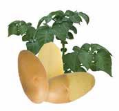Yield (gross) Medium Under water weight 370 Dry matter (%) 20,4 Maturity Early Mid/Early Dormancy Medium Long Cooking type Firm Shape of tuber Round Oval/Oval Skin Color Light Yellow Jazzy THE