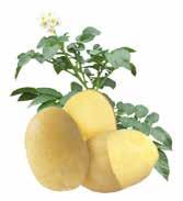 strong variety. Deep yellow, firm flesh with an excellent taste; a musical treat for potato lovers.